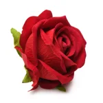 The Rose Lover's Gift Box Bloomgasm - Red Lubes & Essentials XR Brands